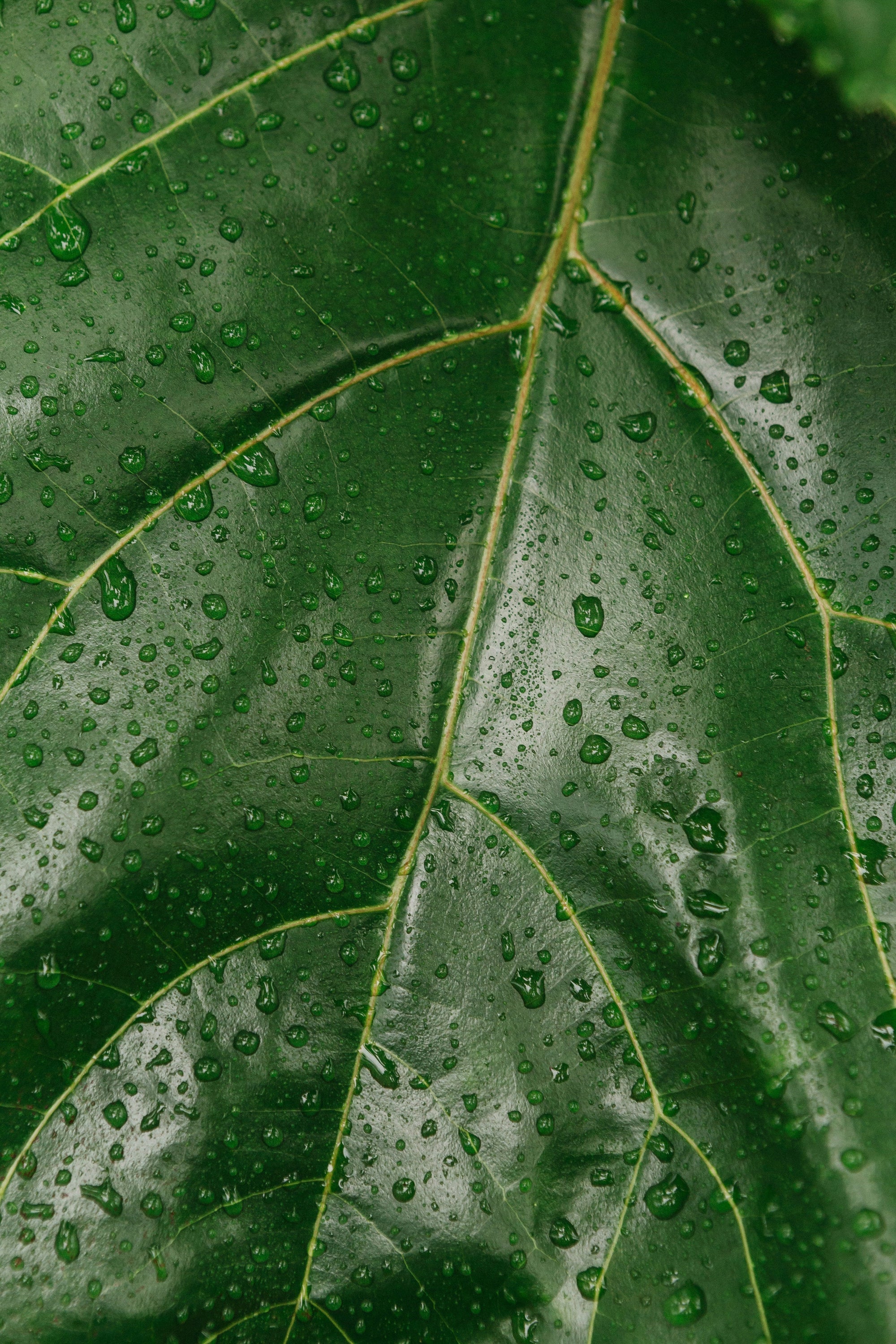 Hydration vs. Moisturization: Understanding What Your Skin Really Needs